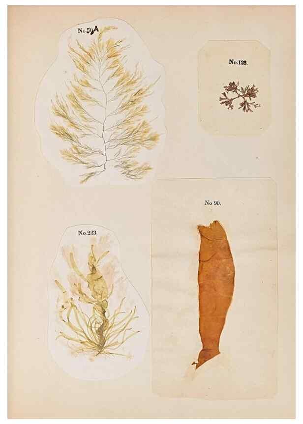 Reproducción/Reproduction 47051550714: Algae and corallines of the bay & harbor of New York /. New York :G.P. Putnam,1850.. 