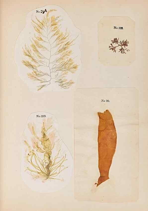 Reproducción/Reproduction 47051550714: Algae and corallines of the bay & harbor of New York /. New York :G.P. Putnam,1850.. 