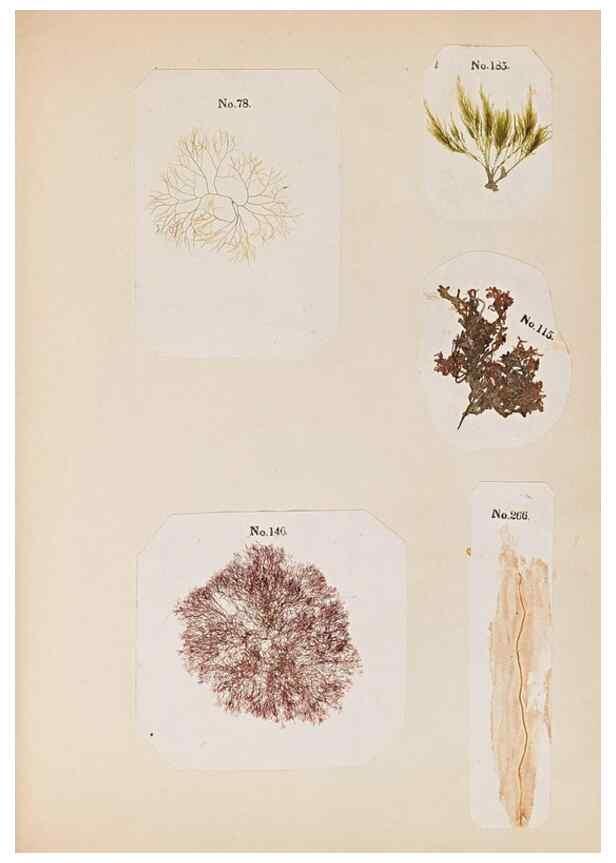 Reproducción/Reproduction 33963779408: Algae and corallines of the bay & harbor of New York /. New York :G.P. Putnam,1850.. 