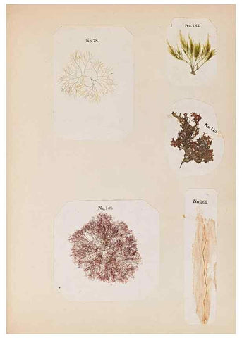 Reproducción/Reproduction 33963779408: Algae and corallines of the bay & harbor of New York /. New York :G.P. Putnam,1850.. 