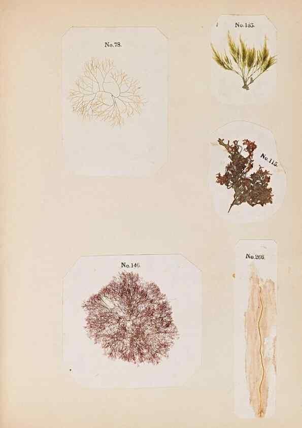 Reproducción/Reproduction 33963779408: Algae and corallines of the bay & harbor of New York /. New York :G.P. Putnam,1850.. 