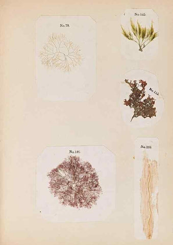 Reproducción/Reproduction 33963779408: Algae and corallines of the bay & harbor of New York /. New York :G.P. Putnam,1850.. 