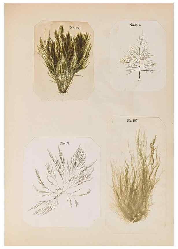 Reproducción/Reproduction 32897209087: Algae and corallines of the bay & harbor of New York /. New York :G.P. Putnam,1850.. 
