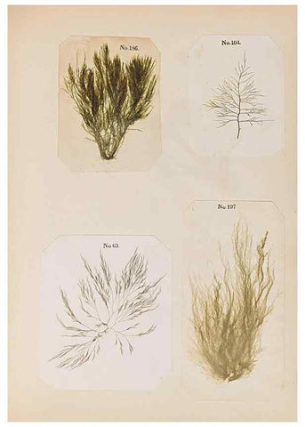Reproducción/Reproduction 32897209087: Algae and corallines of the bay & harbor of New York /. New York :G.P. Putnam,1850.. 