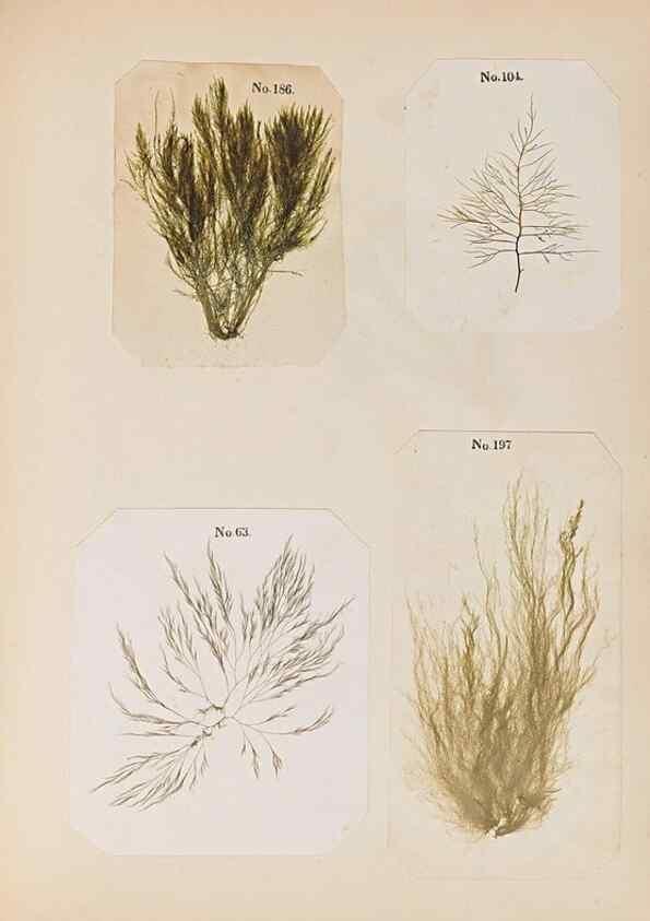 Reproducción/Reproduction 32897209087: Algae and corallines of the bay & harbor of New York /. New York :G.P. Putnam,1850.. 