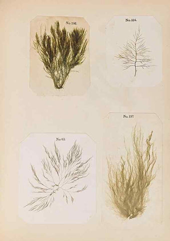 Reproducción/Reproduction 32897209087: Algae and corallines of the bay & harbor of New York /. New York :G.P. Putnam,1850.. 