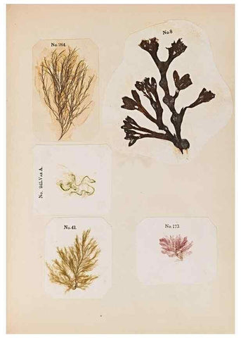 Reproducción/Reproduction 47841161181: Algae and corallines of the bay & harbor of New York /. New York :G.P. Putnam,1850.. 