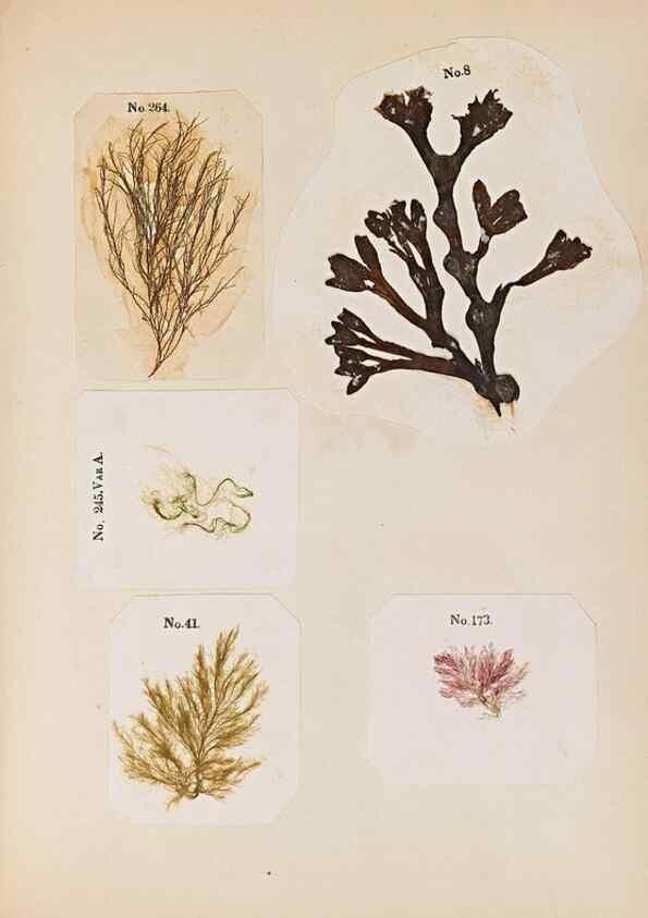Reproducción/Reproduction 47841161181: Algae and corallines of the bay & harbor of New York /. New York :G.P. Putnam,1850.. 