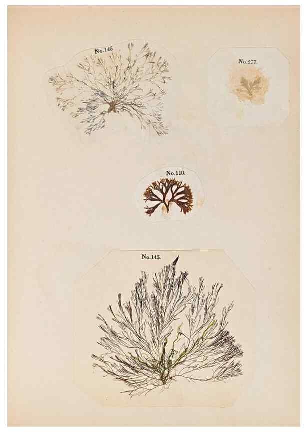 Reproducción/Reproduction 32897210607: Algae and corallines of the bay & harbor of New York /. New York :G.P. Putnam,1850.. 