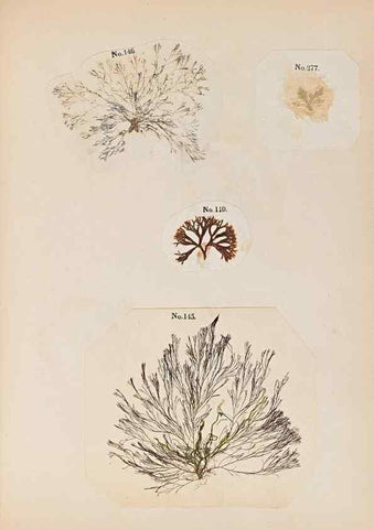 Reproducción/Reproduction 32897210607: Algae and corallines of the bay & harbor of New York /. New York :G.P. Putnam,1850.. 