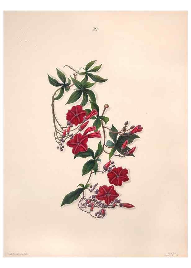 Reproducción/Reproduction 47058431864: Brazilian flowers drawn from nature in the years 1880-1882,. Coombe Croft,1893.. 