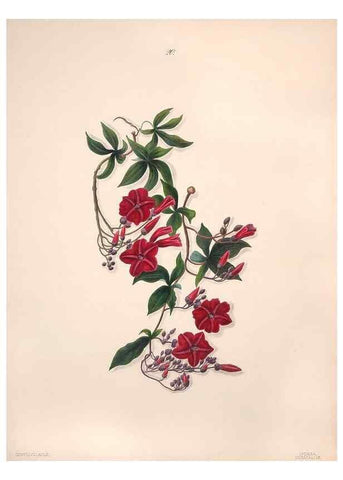 Reproducción/Reproduction 47058431864: Brazilian flowers drawn from nature in the years 1880-1882,. Coombe Croft,1893.. 