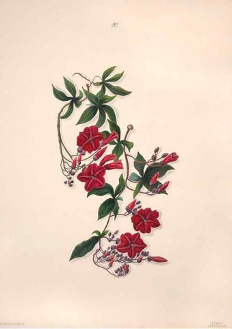 Reproducción/Reproduction 47058431864: Brazilian flowers drawn from nature in the years 1880-1882,. Coombe Croft,1893.. 