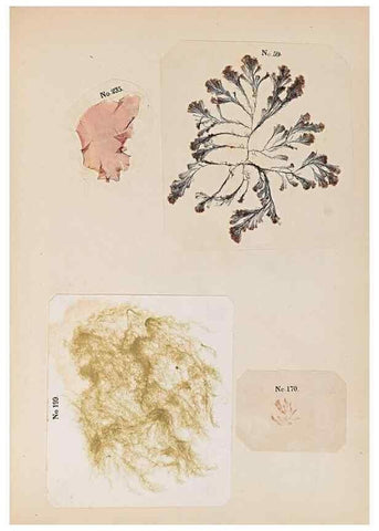 Reproducción/Reproduction 47051553414: Algae and corallines of the bay & harbor of New York /. New York :G.P. Putnam,1850.. 
