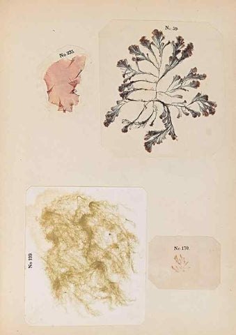 Reproducción/Reproduction 47051553414: Algae and corallines of the bay & harbor of New York /. New York :G.P. Putnam,1850.. 