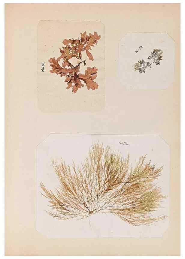 Reproducción/Reproduction 33963783478: Algae and corallines of the bay & harbor of New York /. New York :G.P. Putnam,1850.. 