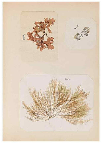 Reproducción/Reproduction 33963783478: Algae and corallines of the bay & harbor of New York /. New York :G.P. Putnam,1850.. 