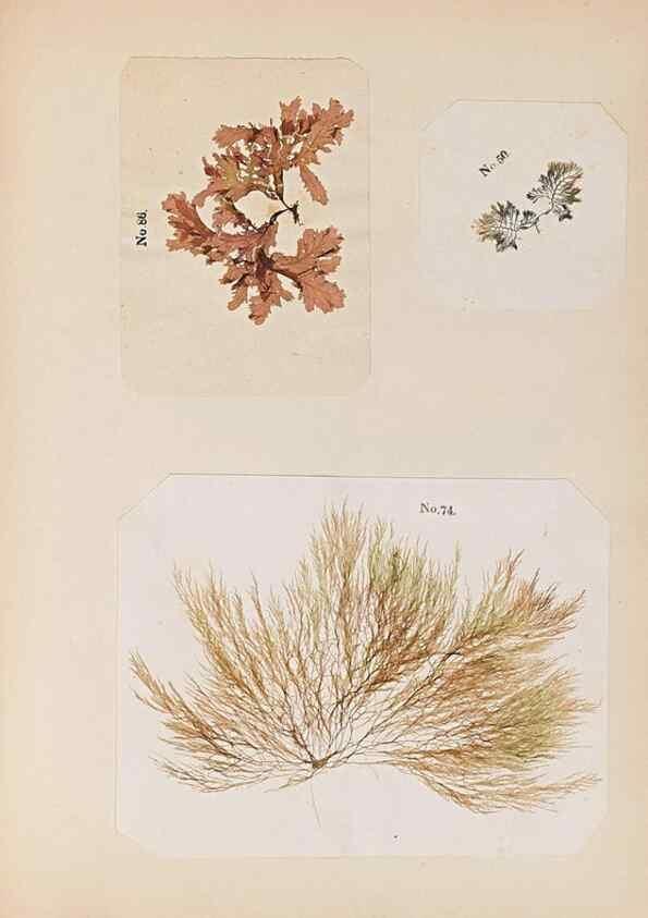 Reproducción/Reproduction 33963783478: Algae and corallines of the bay & harbor of New York /. New York :G.P. Putnam,1850.. 