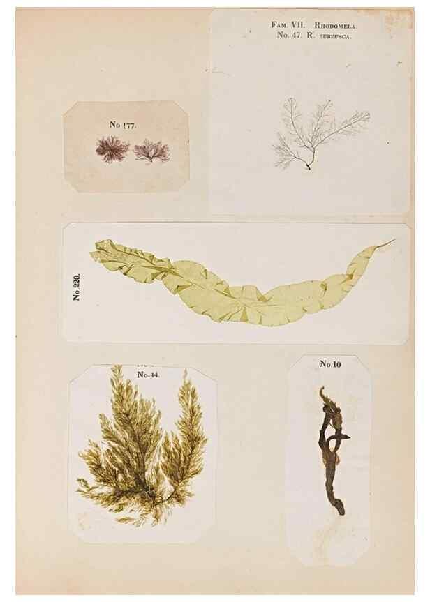 Reproducción/Reproduction 47841163851: Algae and corallines of the bay & harbor of New York /. New York :G.P. Putnam,1850.. 