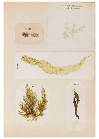 Reproducción/Reproduction 47841163851: Algae and corallines of the bay & harbor of New York /. New York :G.P. Putnam,1850.. 