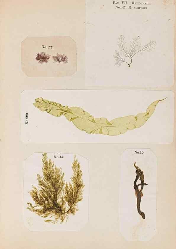 Reproducción/Reproduction 47841163851: Algae and corallines of the bay & harbor of New York /. New York :G.P. Putnam,1850.. 