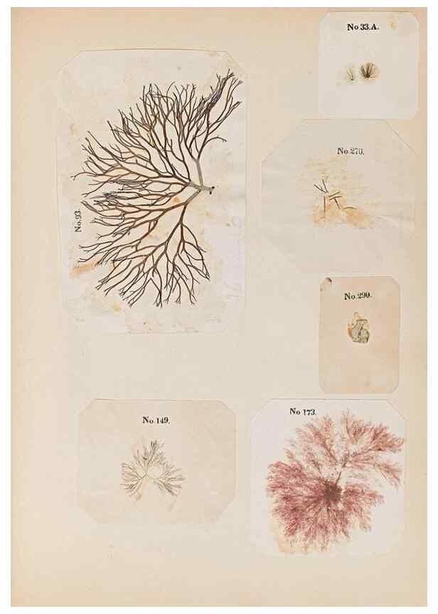 Reproducción/Reproduction 40874407463: Algae and corallines of the bay & harbor of New York /. New York :G.P. Putnam,1850.. 