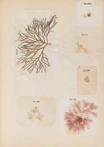 Reproducción/Reproduction 40874407463: Algae and corallines of the bay & harbor of New York /. New York :G.P. Putnam,1850.. 