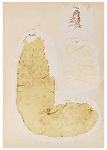 Reproducción/Reproduction 47841165221: Algae and corallines of the bay & harbor of New York /. New York :G.P. Putnam,1850.. 