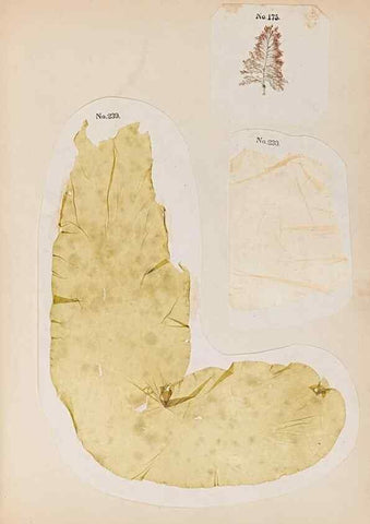 Reproducción/Reproduction 47841165221: Algae and corallines of the bay & harbor of New York /. New York :G.P. Putnam,1850.. 