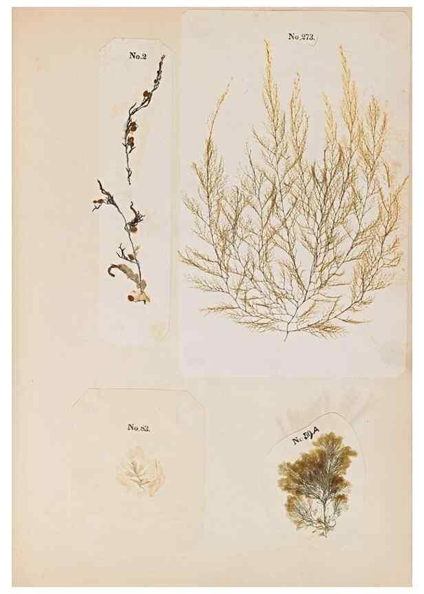 Reproducción/Reproduction 32897212697: Algae and corallines of the bay & harbor of New York /. New York :G.P. Putnam,1850.. 