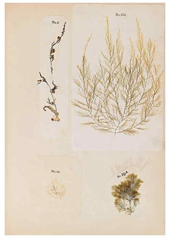 Reproducción/Reproduction 32897212697: Algae and corallines of the bay & harbor of New York /. New York :G.P. Putnam,1850.. 