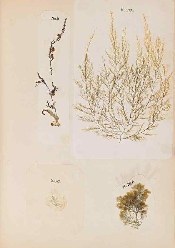 Reproducción/Reproduction 32897212697: Algae and corallines of the bay & harbor of New York /. New York :G.P. Putnam,1850.. 