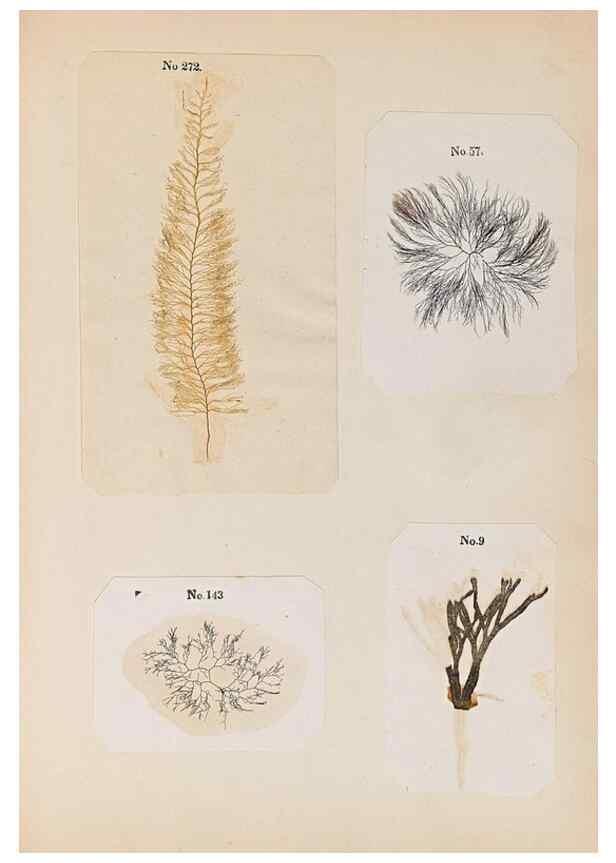 Reproducción/Reproduction 47841166561: Algae and corallines of the bay & harbor of New York /. New York :G.P. Putnam,1850.. 