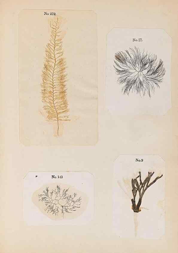 Reproducción/Reproduction 47841166561: Algae and corallines of the bay & harbor of New York /. New York :G.P. Putnam,1850.. 