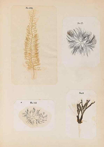 Reproducción/Reproduction 47841166561: Algae and corallines of the bay & harbor of New York /. New York :G.P. Putnam,1850.. 