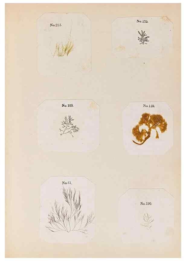 Reproducción/Reproduction 33963788808: Algae and corallines of the bay & harbor of New York /. New York :G.P. Putnam,1850.. 