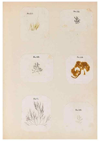 Reproducción/Reproduction 33963788808: Algae and corallines of the bay & harbor of New York /. New York :G.P. Putnam,1850.. 
