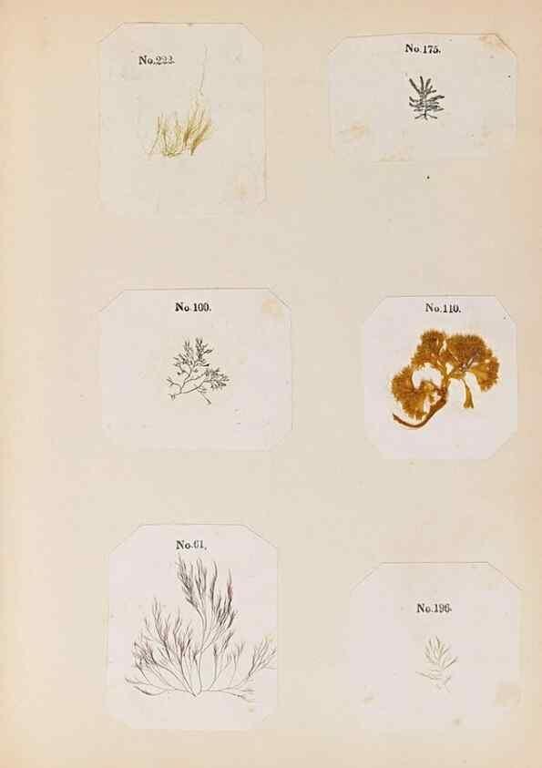 Reproducción/Reproduction 33963788808: Algae and corallines of the bay & harbor of New York /. New York :G.P. Putnam,1850.. 
