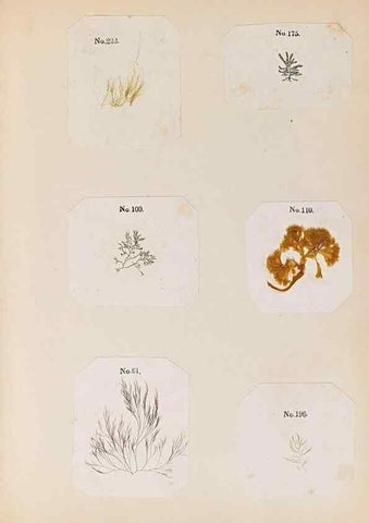 Reproducción/Reproduction 33963788808: Algae and corallines of the bay & harbor of New York /. New York :G.P. Putnam,1850.. 