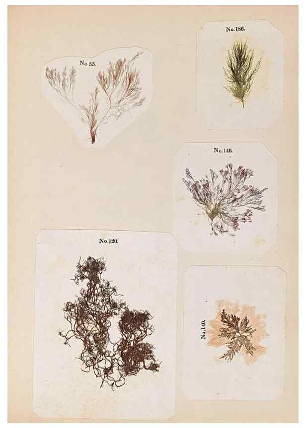 Reproducción/Reproduction 33963782368: Algae and corallines of the bay & harbor of New York /. New York :G.P. Putnam,1850.. 