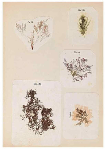 Reproducción/Reproduction 33963782368: Algae and corallines of the bay & harbor of New York /. New York :G.P. Putnam,1850.. 