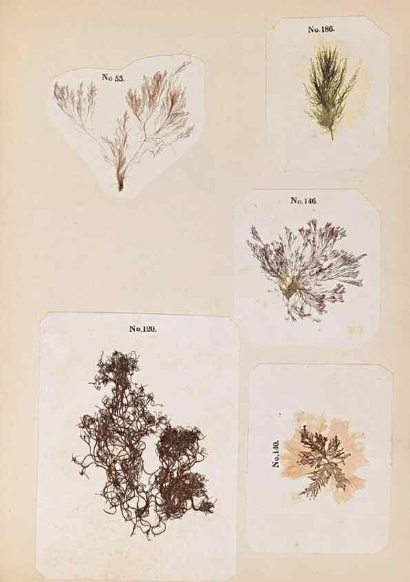 Reproducción/Reproduction 33963782368: Algae and corallines of the bay & harbor of New York /. New York :G.P. Putnam,1850.. 