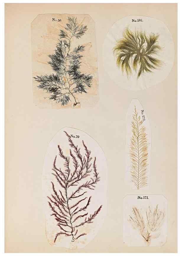 Reproducción/Reproduction 47789033322: Algae and corallines of the bay & harbor of New York /. New York :G.P. Putnam,1850.. 