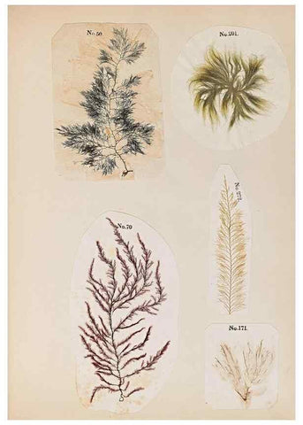 Reproducción/Reproduction 47789033322: Algae and corallines of the bay & harbor of New York /. New York :G.P. Putnam,1850.. 
