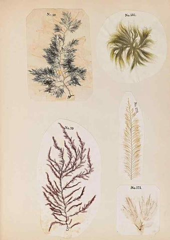 Reproducción/Reproduction 47789033322: Algae and corallines of the bay & harbor of New York /. New York :G.P. Putnam,1850.. 