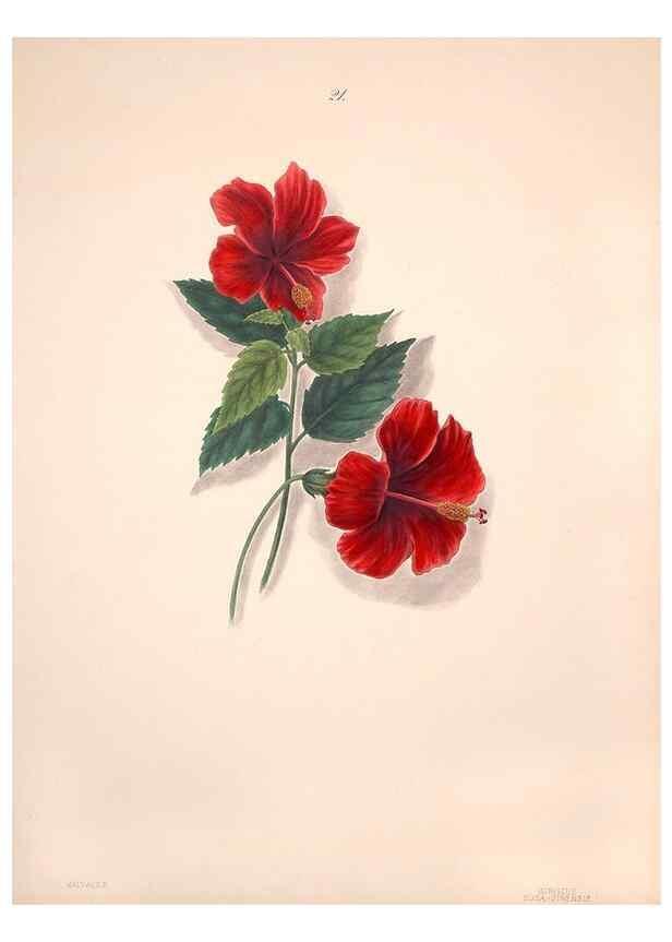 Reproducción/Reproduction 40881250353: Brazilian flowers drawn from nature in the years 1880-1882,. Coombe Croft,1893.. 