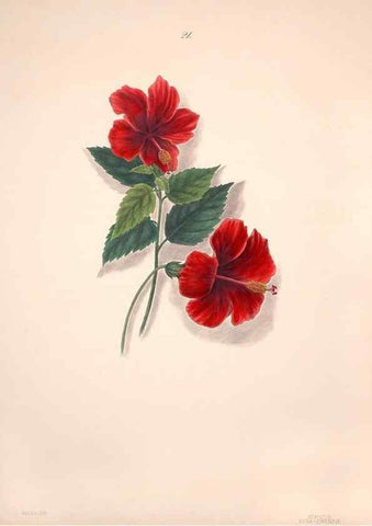Reproducción/Reproduction 40881250353: Brazilian flowers drawn from nature in the years 1880-1882,. Coombe Croft,1893.. 