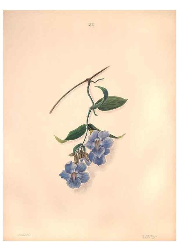 Reproducción/Reproduction 47848139411: Brazilian flowers drawn from nature in the years 1880-1882,. Coombe Croft,1893.. 