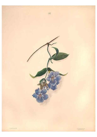 Reproducción/Reproduction 47848139411: Brazilian flowers drawn from nature in the years 1880-1882,. Coombe Croft,1893.. 