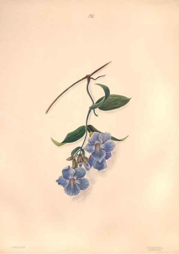 Reproducción/Reproduction 47848139411: Brazilian flowers drawn from nature in the years 1880-1882,. Coombe Croft,1893.. 